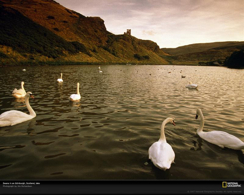 loch-swans-edinburgh-92751-xl (Medium)