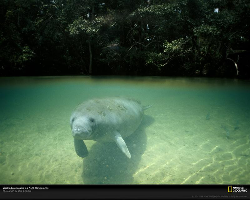 manatee-springs-florida-521177-xl (Medium)