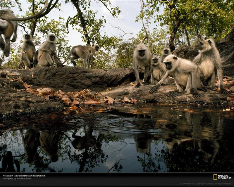 monkeys-waterhole-india-513032-xl (Medium)