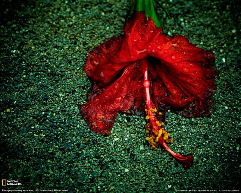 red-flower-friendwood-texas-xl (Medium)