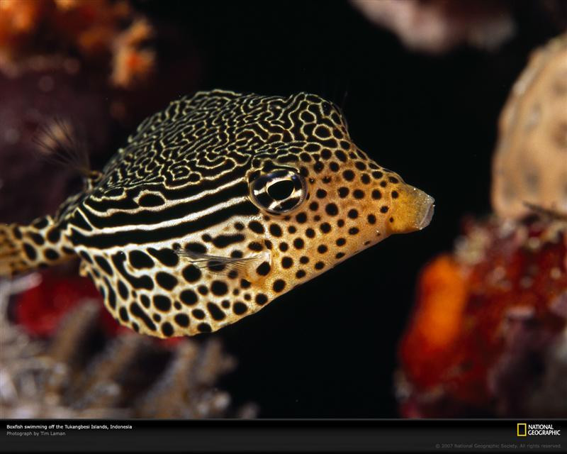 striped-boxfish-indonesia-977797-xl (Medium)