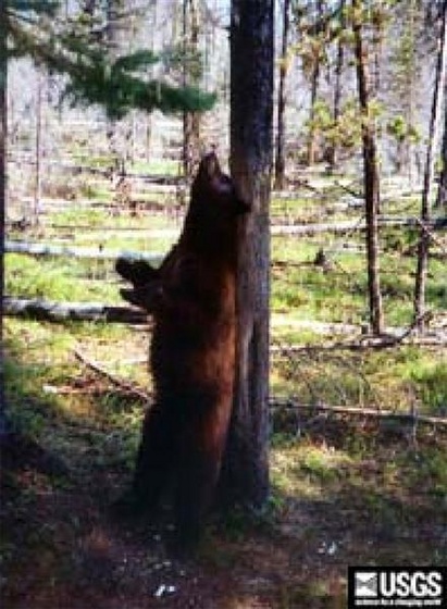 bear (Medium)