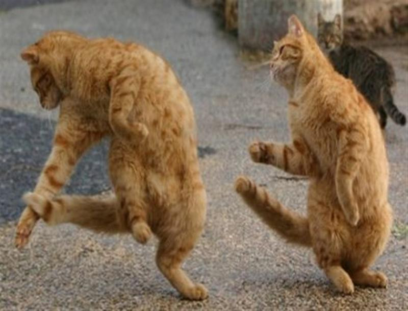 cats dancing-12755 (Medium)