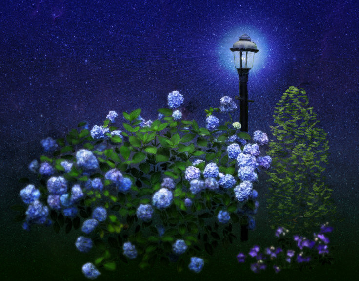 hydrangeaandlantern