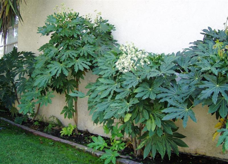 fatsia japonica (Medium)