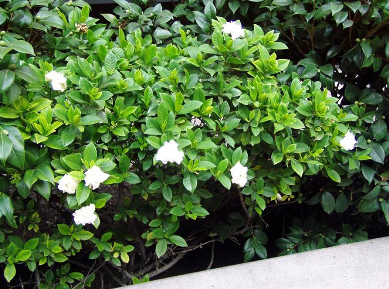 gardenia jasminoides (Medium)