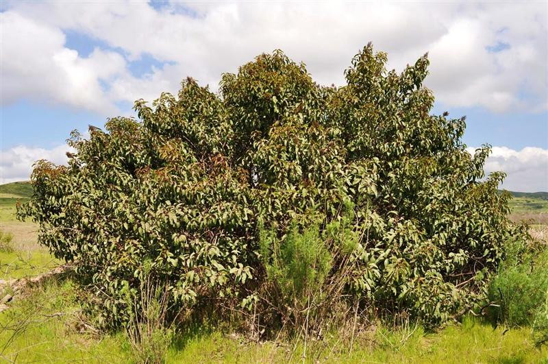 laurel sumac (Medium)