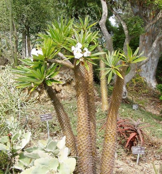 madagascar palm (Medium)