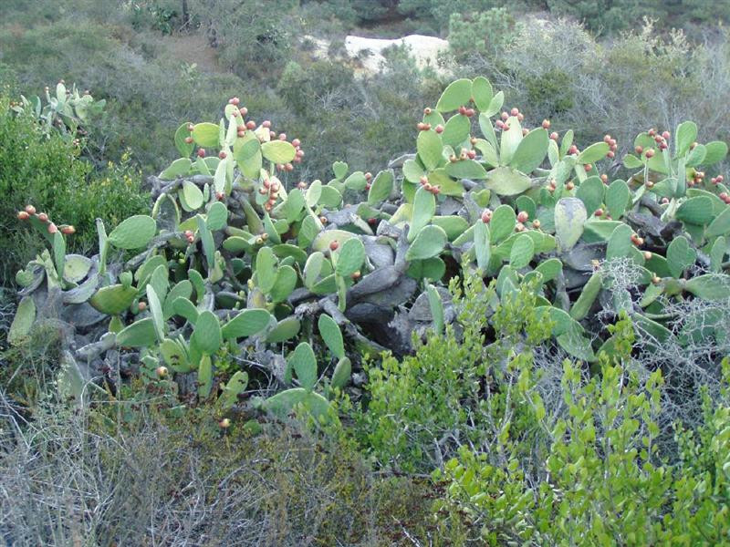 opuntia ficus indica (Medium)