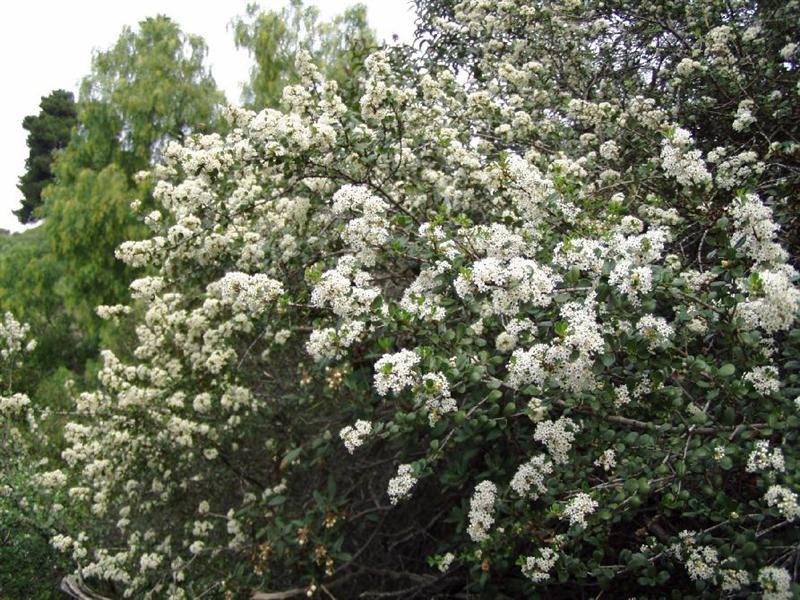 white ceanothus (Medium)