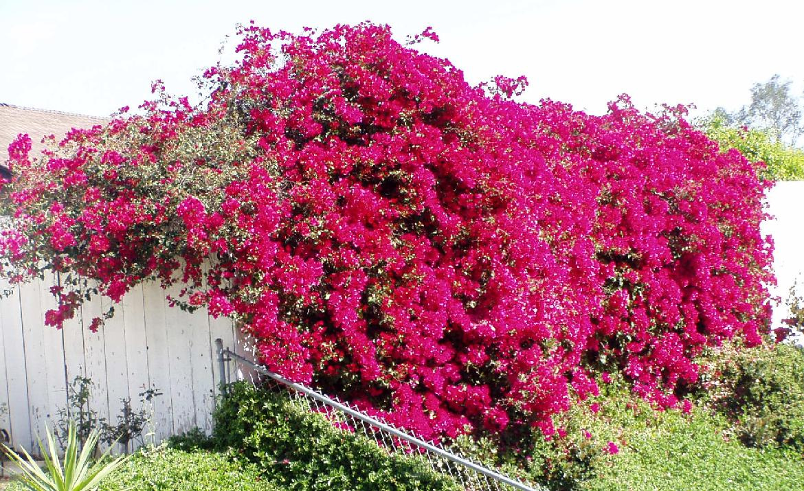 bougainvillea