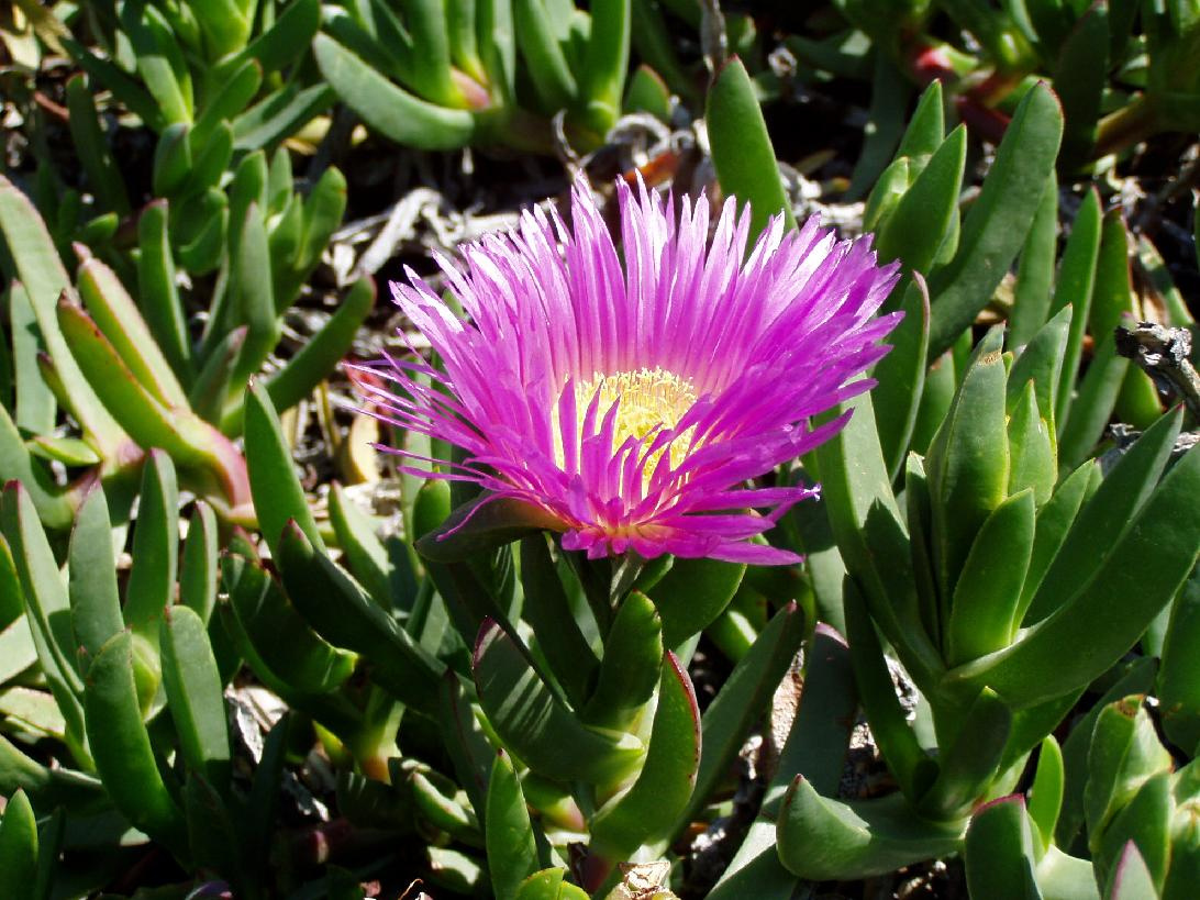 carpobrotus chilensis