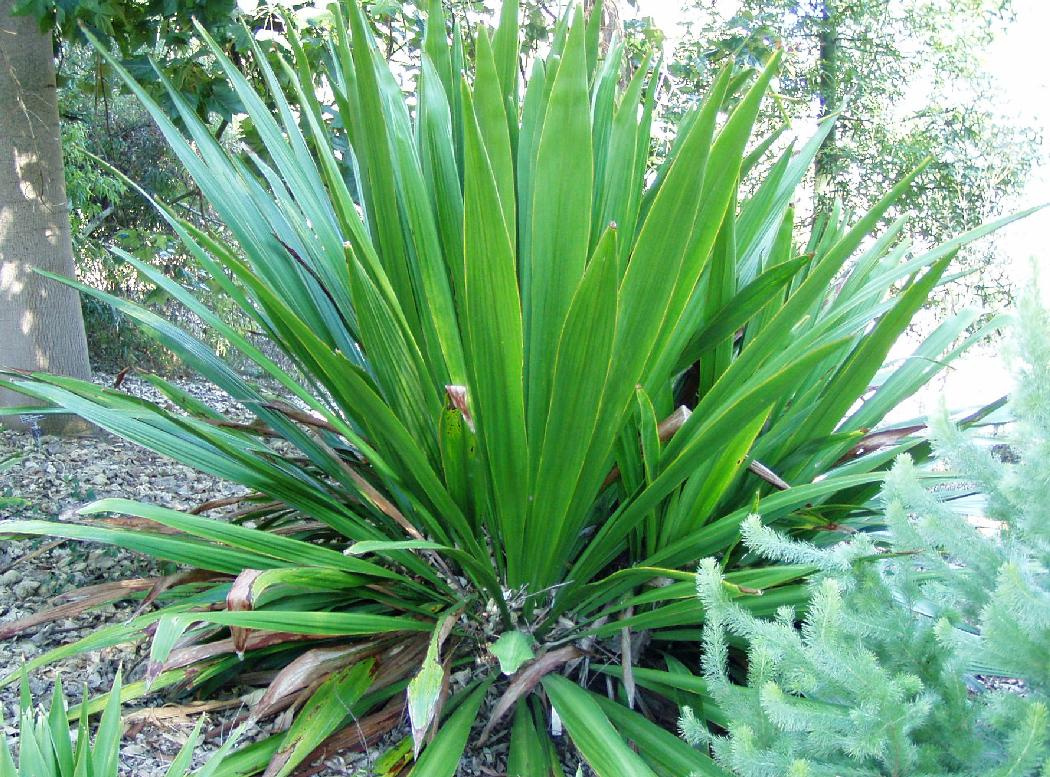 doryanthes palmeri