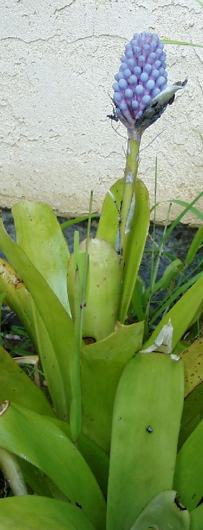 lavender bromeliad