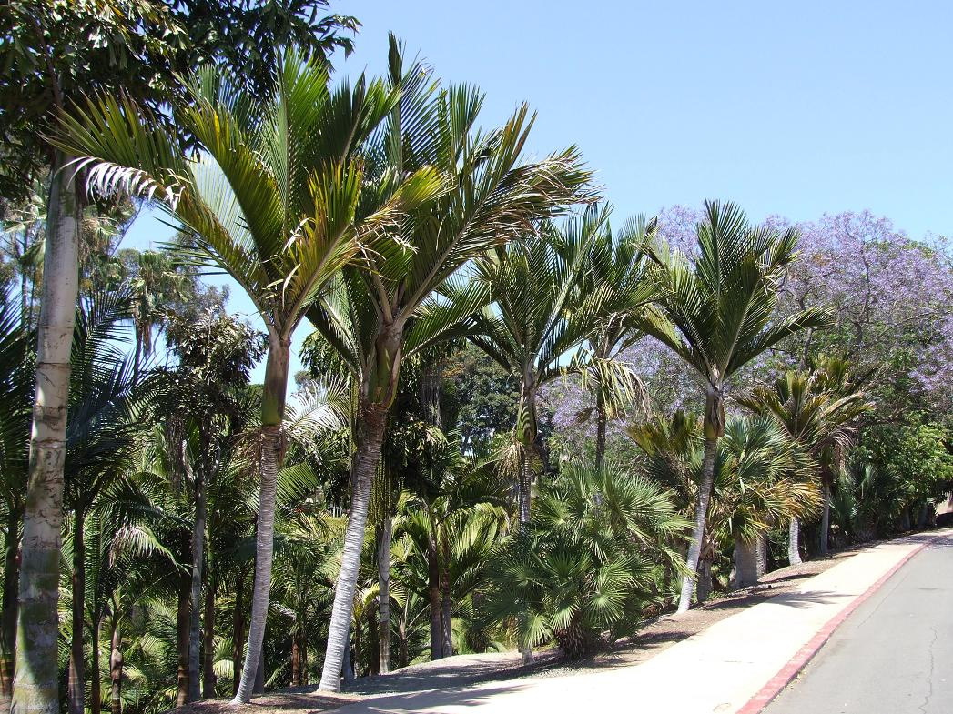 nikau palms