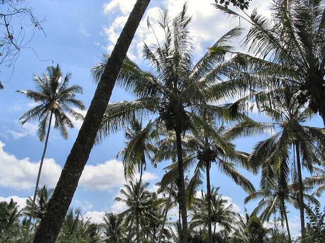 palms and sky