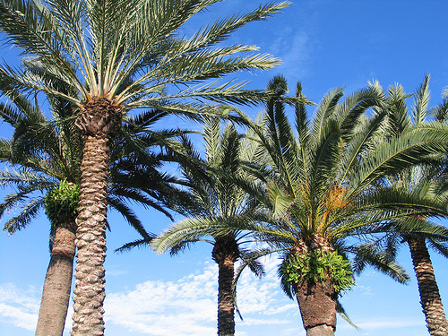 palms-in-daytona-beach