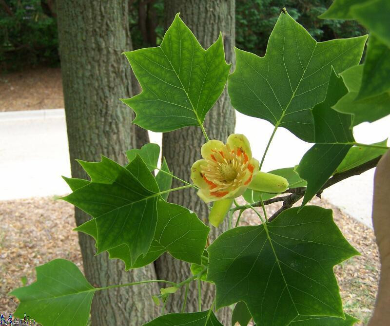 tulip tree 3 (Medium)