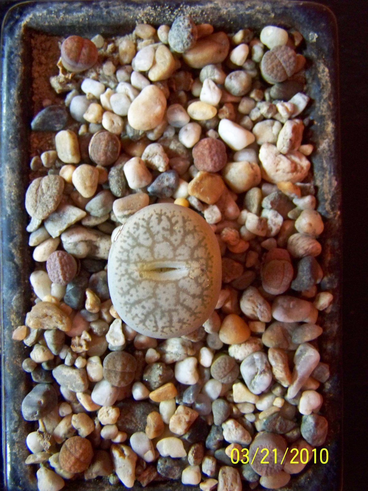 Lithops