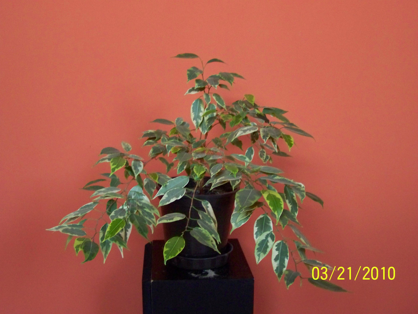 Tarkalevelű kúszó fikusz - Ficus radicans variegata