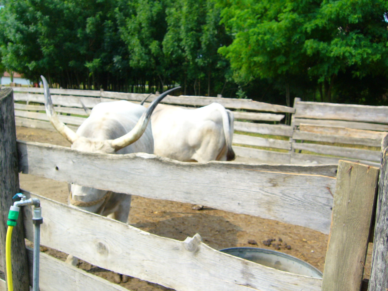 2010.07.18.Skanzen 149