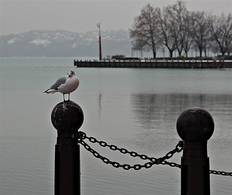 Balatonfüred tél 2013 január 059