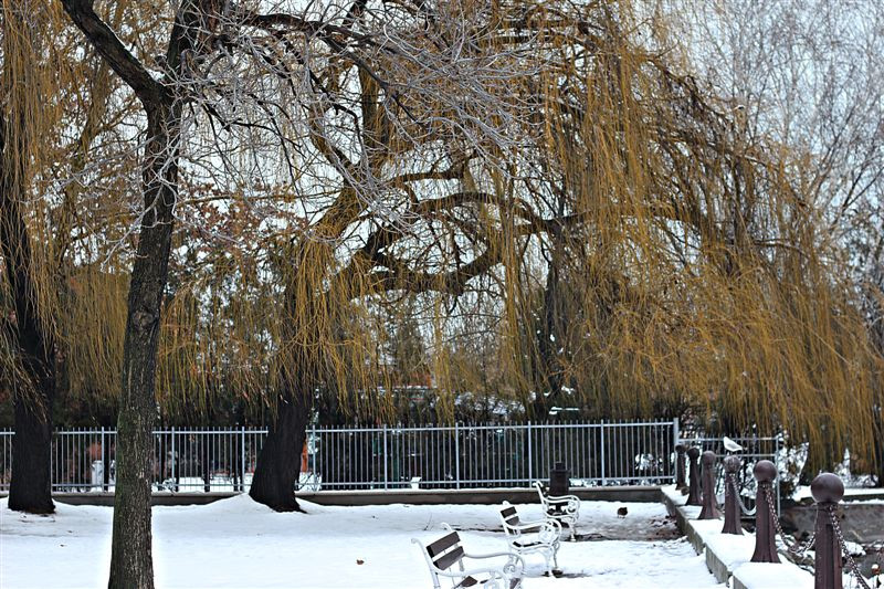 Balatonfüred tél 2013 január 068