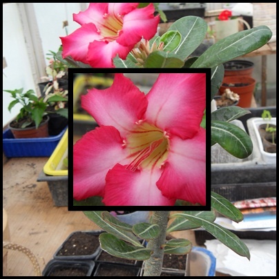 adenium