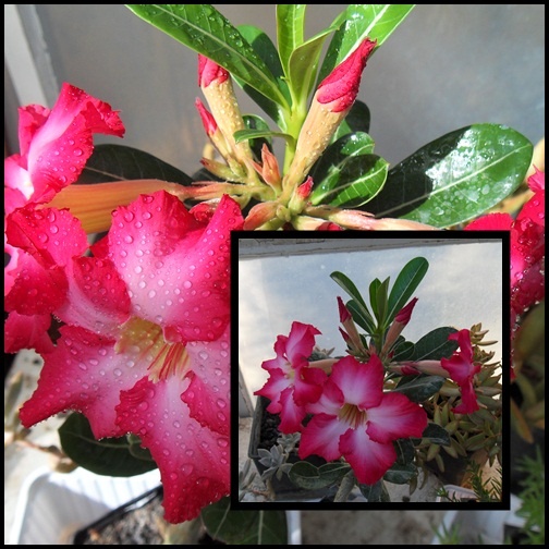 adenium