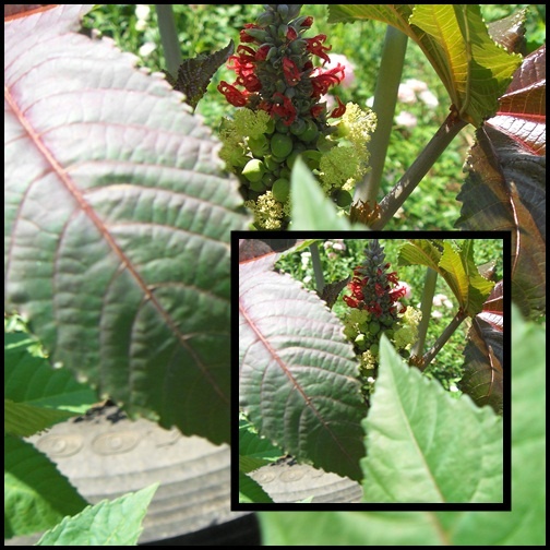 ricinus