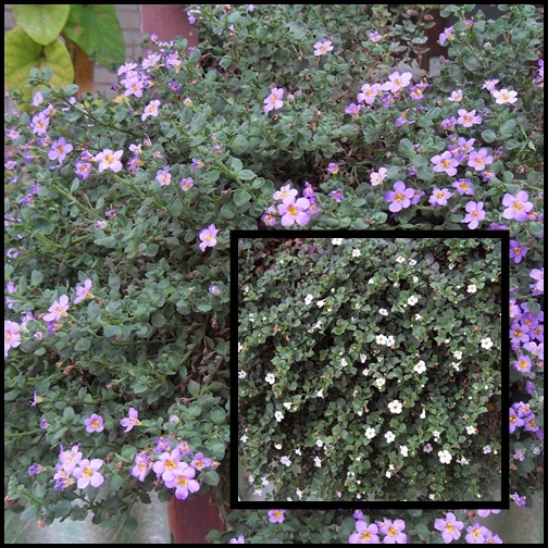 bacopa