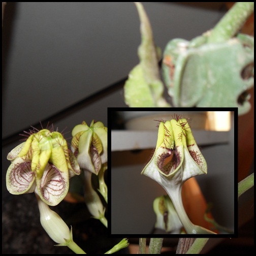 Ceropegia