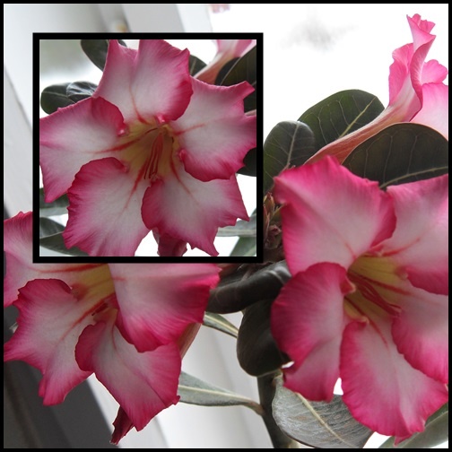 Adenium