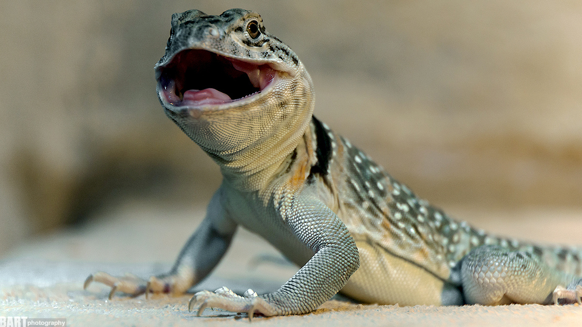 Díszes leguán (Crotaphytus Collaris) 5.