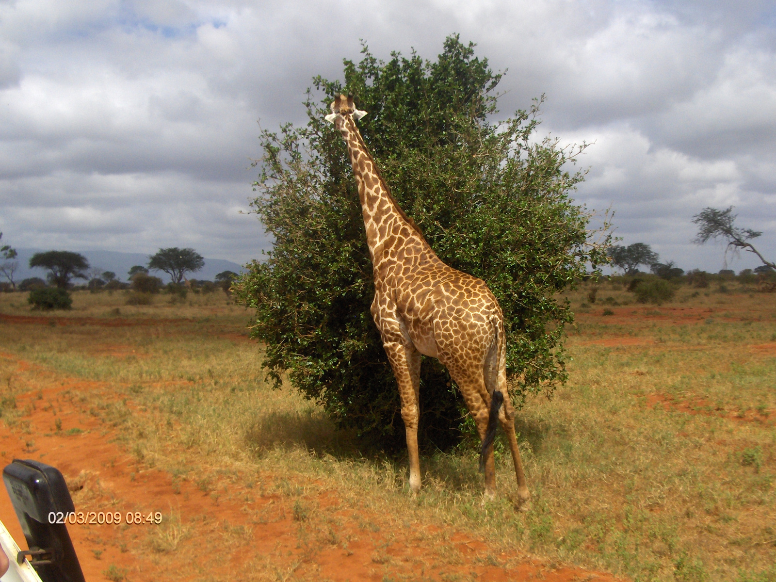 Kenya Tsavo Easet kelet nemzeti park (93)