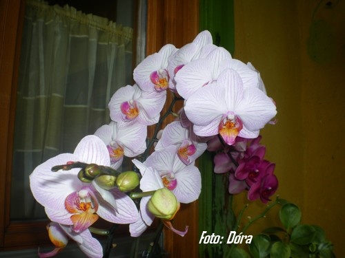 orchidea