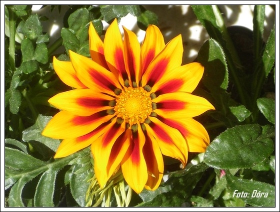 IM gazania