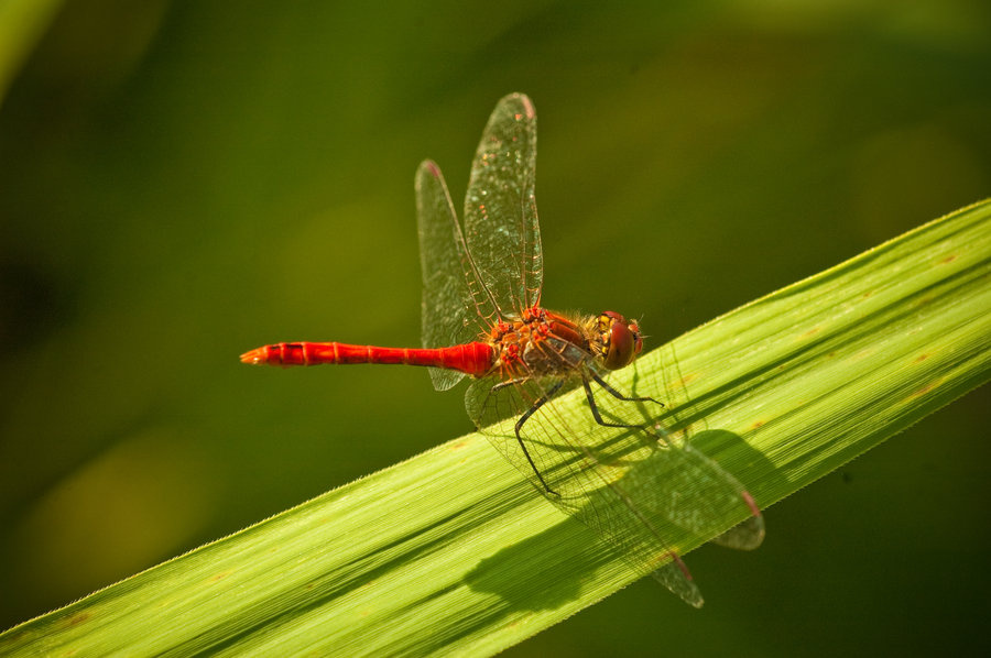 Dragonfly II by lordradi