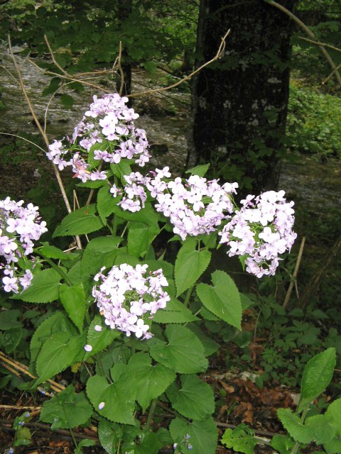 Erdei virág 2. (Júdáspénz, vagy Erdei holdviola. (Lunaria redivi