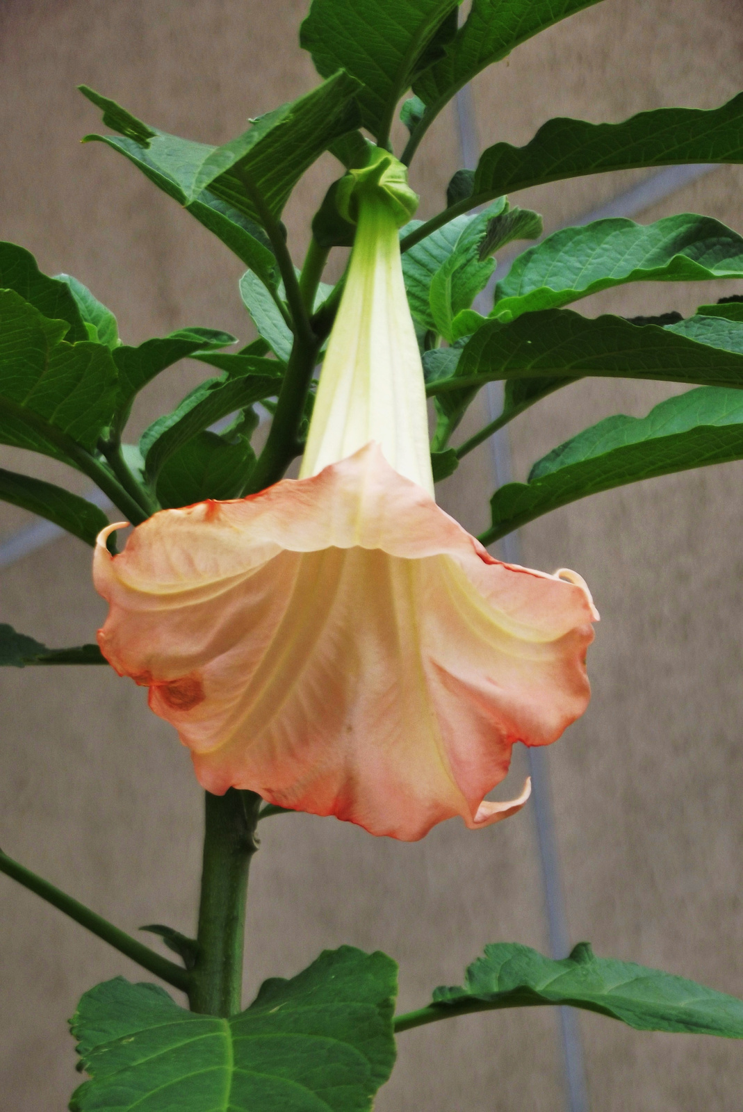 Nagy-trombita virág