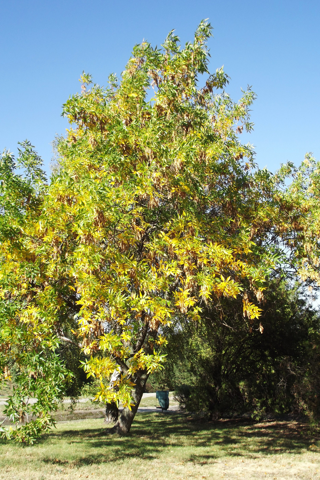 Fa őszi napsütésben