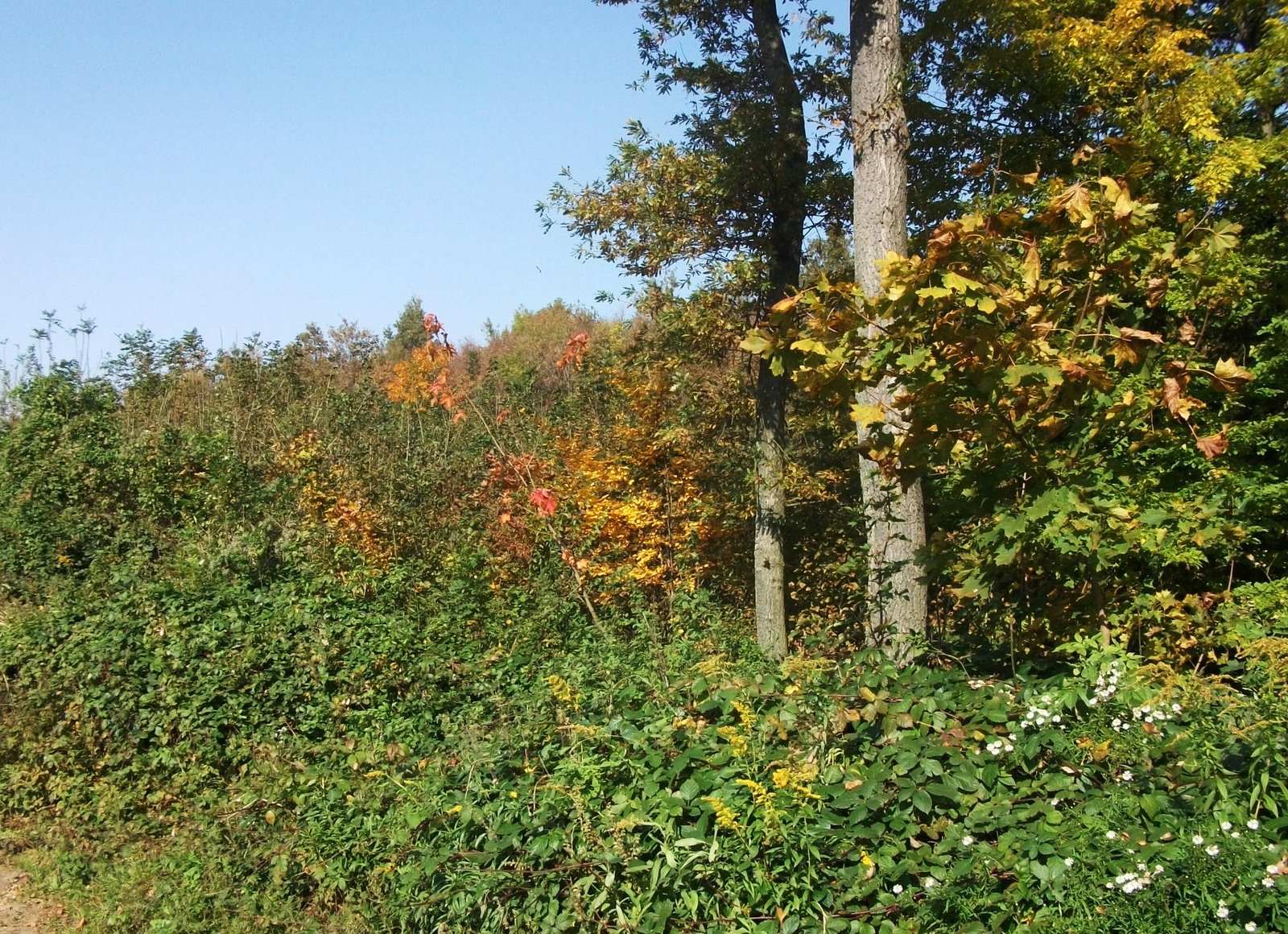 Őszi erdő 2.