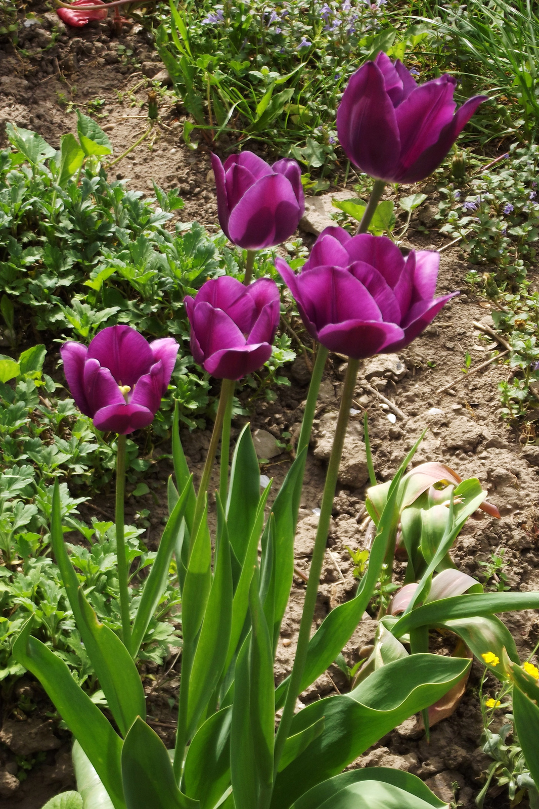 Tulipánok (6)