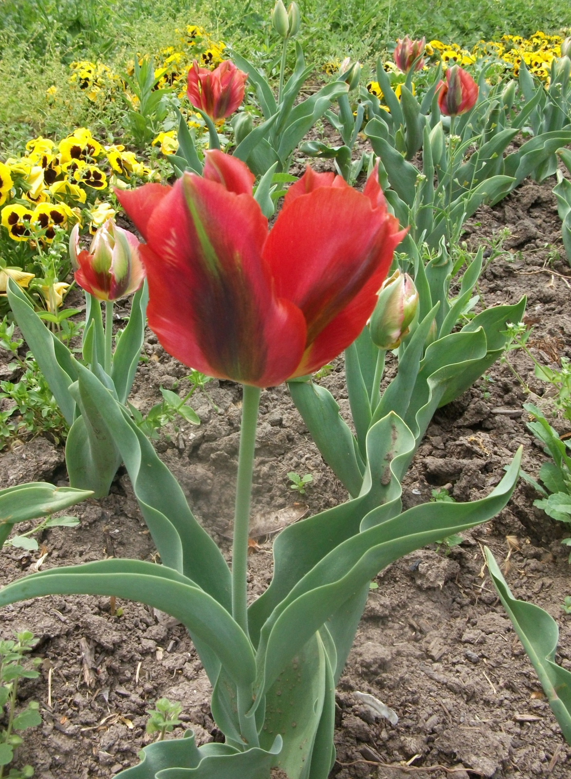 Tulipánok (9)