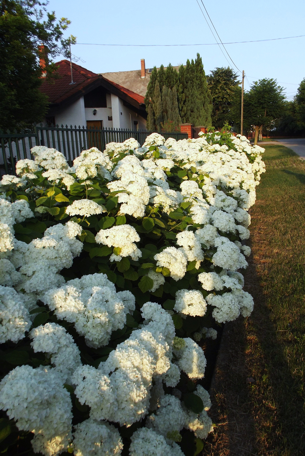 Hortenzia (sövény)