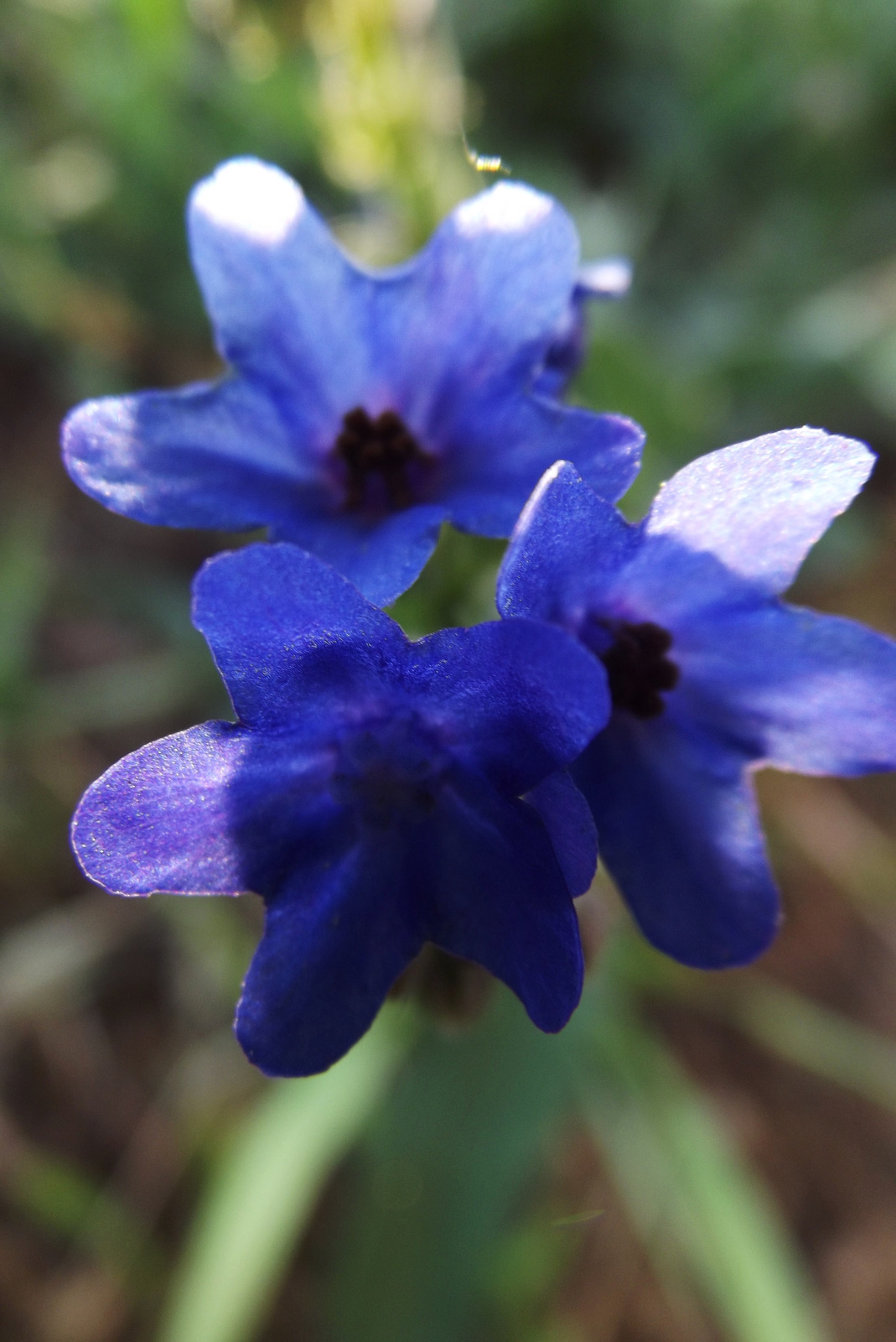 3 kicsi kék virág