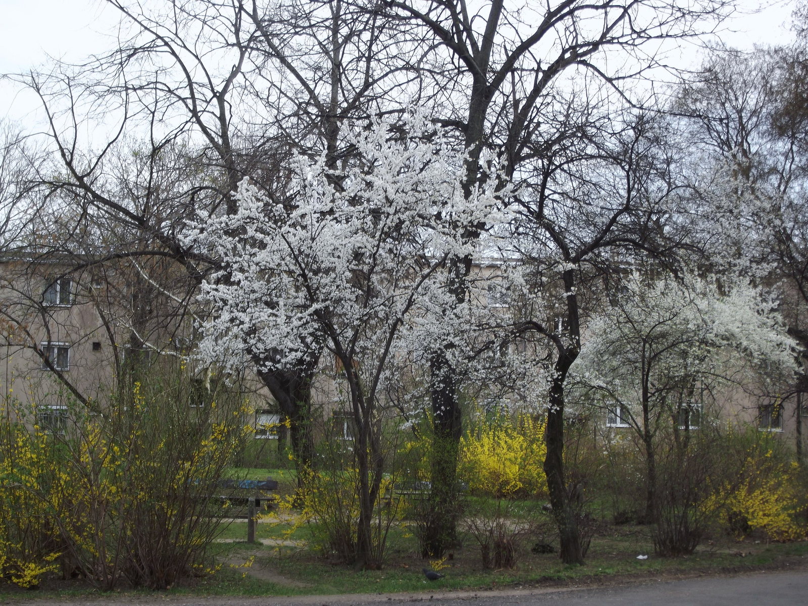 Virágzó fák, bokrok 16.