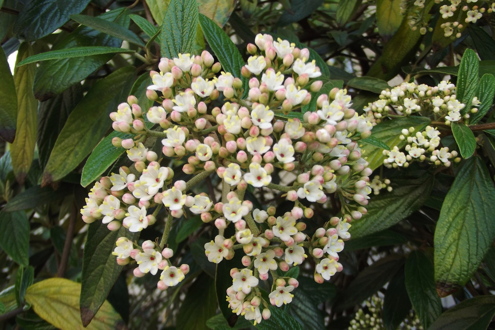 Virágzó bangita