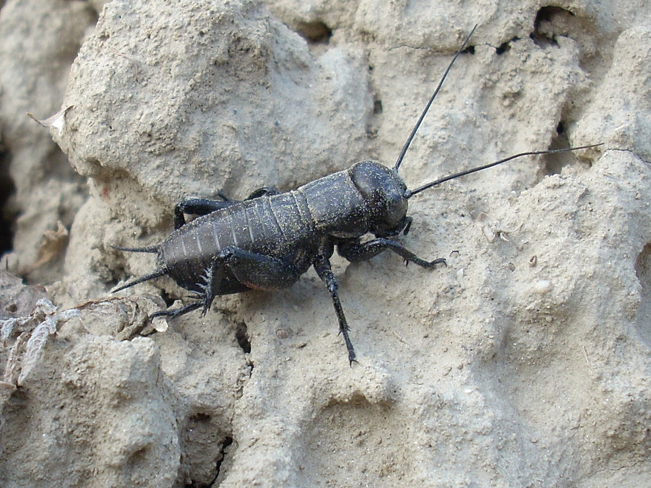 Mezei tücsök (gryllus campestris)