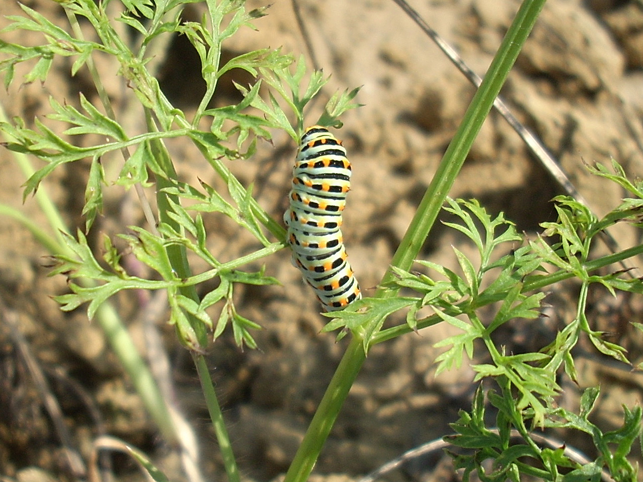 Fecskafarkú lepke (papilio machaon) hernyója